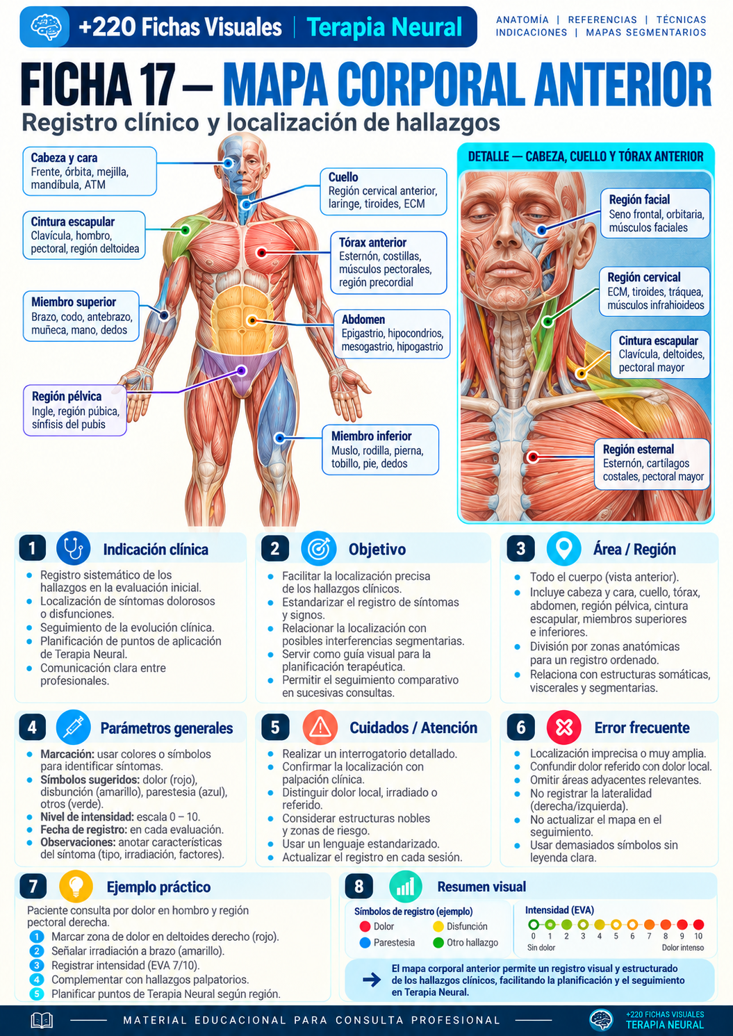 Mapa corporal anterior